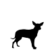 Small Size Dog
